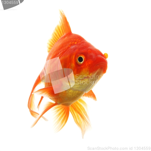 Image of goldfish