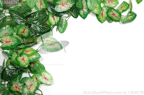 Image of border of leaves