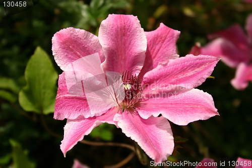 Image of clematis with pink and white petals