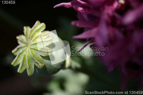 Image of poppy seedhead