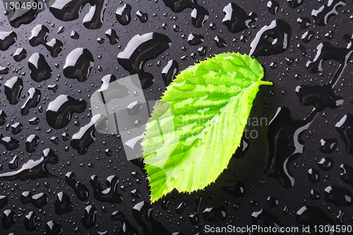 Image of leaf and black background