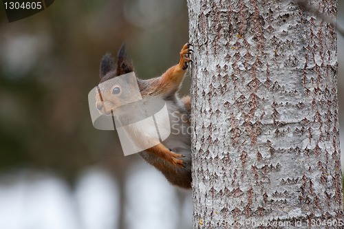 Image of squirrel