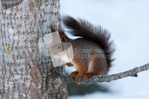 Image of red squirrel