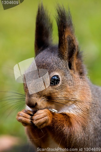 Image of Squirrel