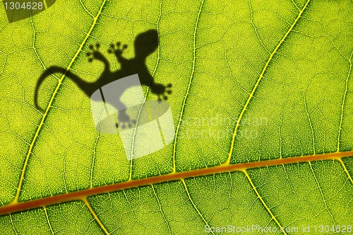 Image of gecko shadow on leaf