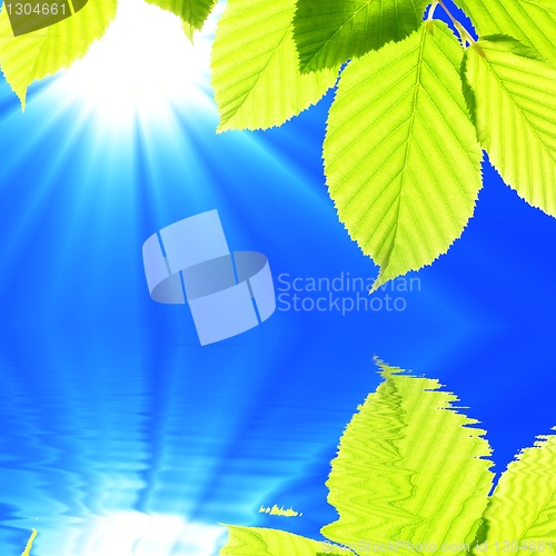Image of leaf