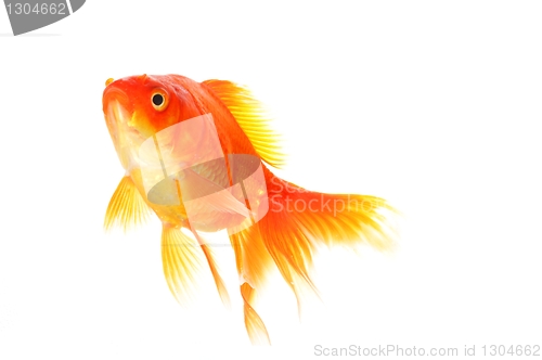 Image of goldfish