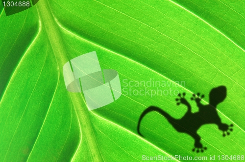 Image of green jungle leaf and gecko