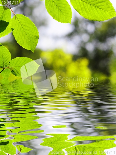 Image of green leaf and water