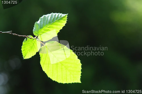 Image of leaves