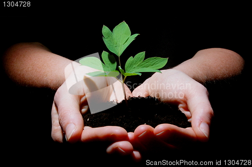 Image of young plant with soil in hands