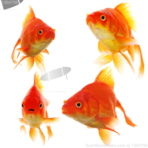 Image of goldfish collection