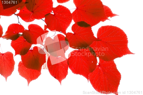 Image of red fall leaves