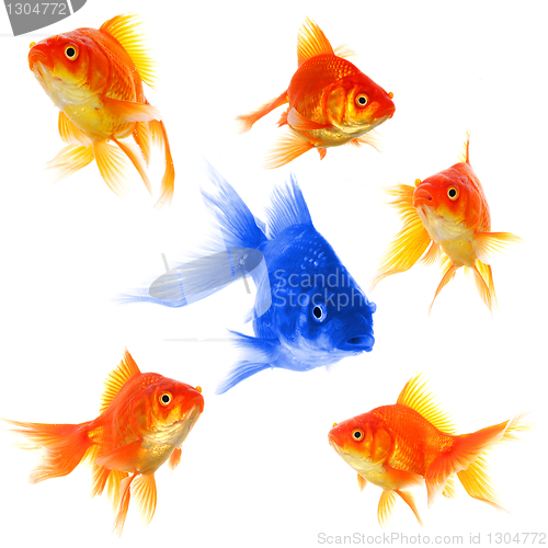 Image of individual goldfish
