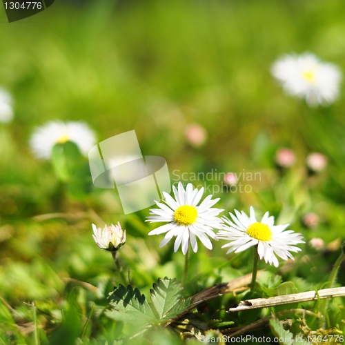 Image of daisy flower