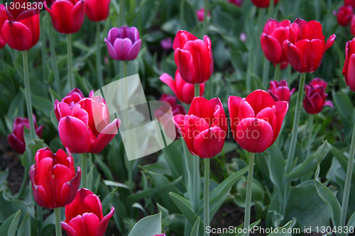 Image of beautiful tulips