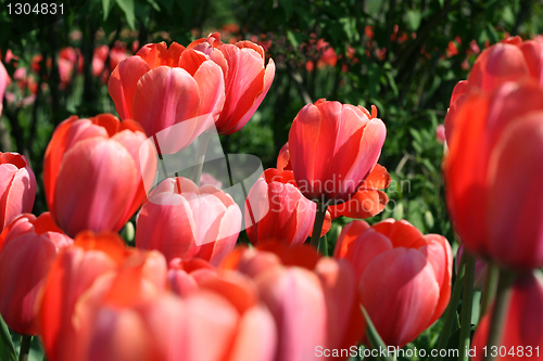 Image of beautiful tulips
