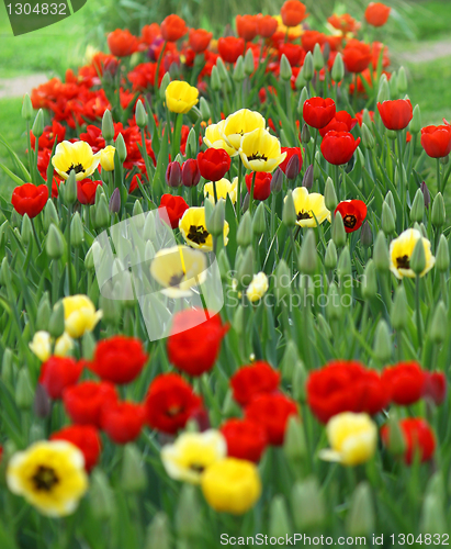 Image of red and yellow tulips