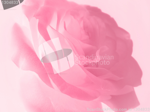 Image of gentle pink rose background  