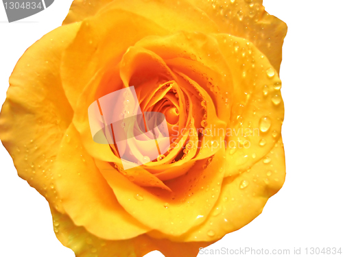 Image of closeup of rose with water drops