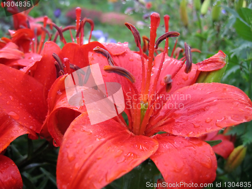 Image of closeup of red lily