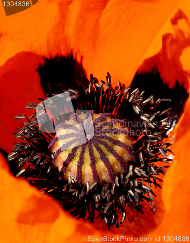 Image of blooming red poppy close up