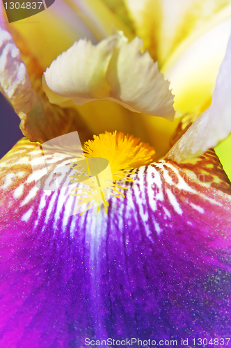 Image of beautiful iris flower