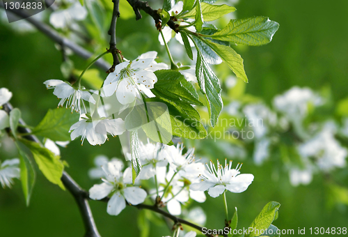 Image of branch of a blossoming tree