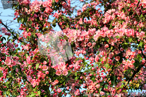 Image of branch of a blossoming tree