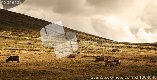 Image of Herd of cattle at sunset