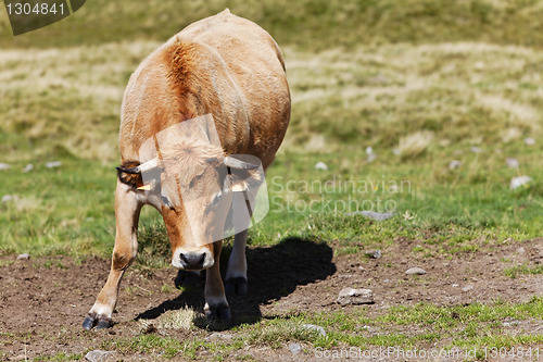 Image of Bull in the field