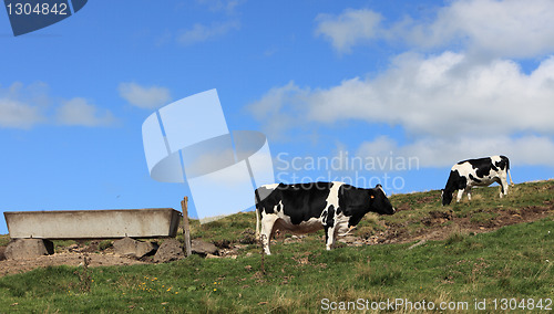 Image of Cows grazing