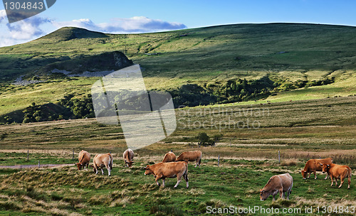 Image of Herd of cattle