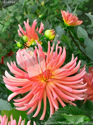 Image of Dahlias in the flowerbed