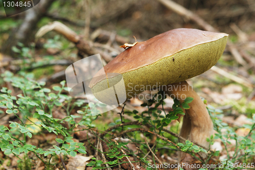 Image of very beatiful cep in natural enviroment