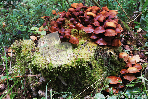 Image of mushrooms on a treestump