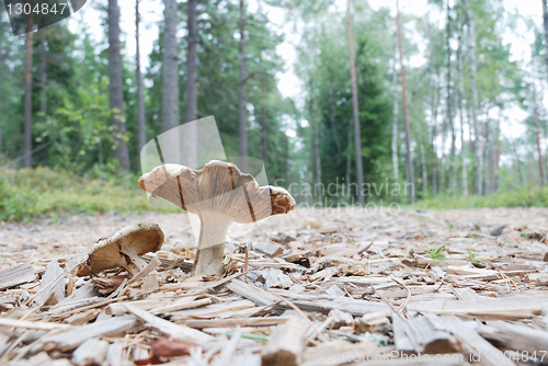 Image of agaric mushrooms in natural enviroment