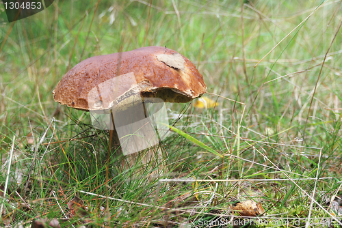 Image of very beatiful cep in natural enviroment