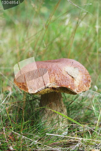 Image of very beatiful cep in natural enviroment