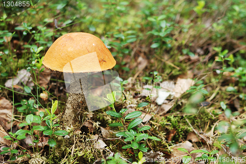 Image of very beatiful boletus mushroom