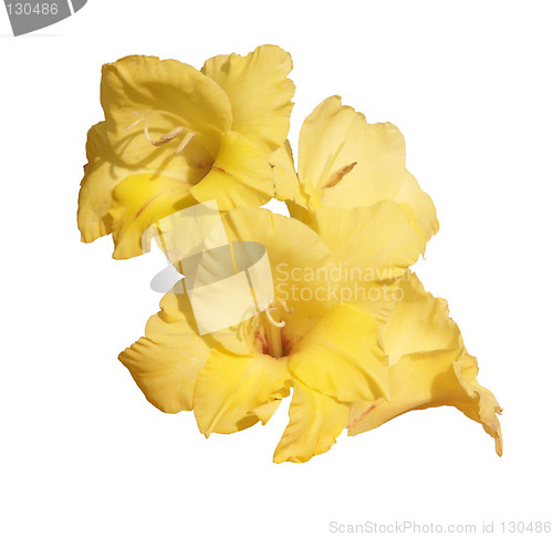 Image of yellow gladioli over a white background