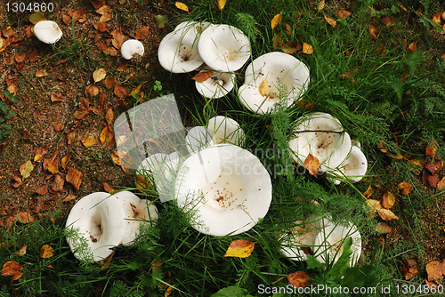 Image of agaric mushrooms in natural enviroment