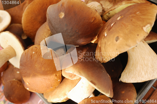 Image of group of edible mushrooms close up