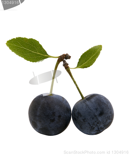 Image of berries of sloes with leaves