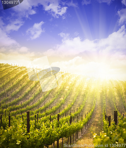 Image of Beautiful Lush Grape Vineyard with Blue Sky and Sun