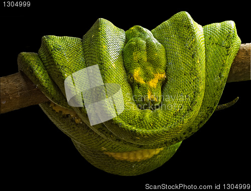 Image of boa esmeralda (Corallus caninus)