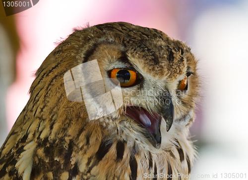 Image of Eurasian Eagle-owl