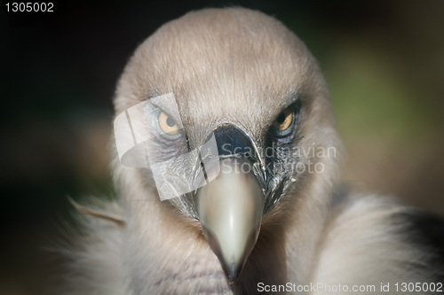 Image of buitre leonado (Gyps fulvus)