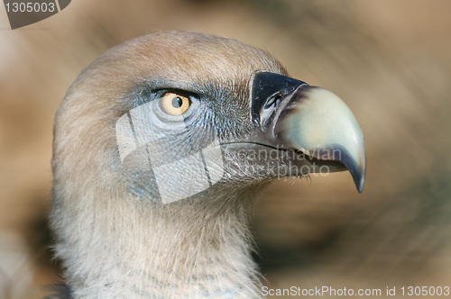 Image of buitre leonado (Gyps fulvus)