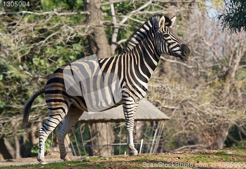 Image of plains zebra, the plains, or just plain common